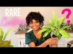 RARE Star Croton Plants: Uncommon Houseplants