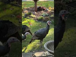 Catio, Cats watching turkeys