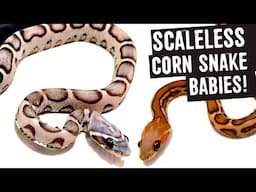 SCALELESS CORN SNAKE BABIES!!!