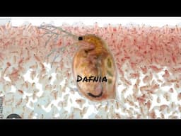 Cómo tener cepas de Daphnia (Dafnia o nimita) en casa por Andrés Mejias - Gente Betta Venezuela