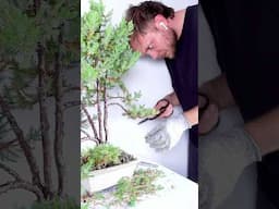 Restoring A Sonare Juniper Bonsai