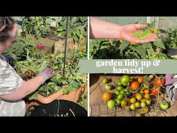 Garden tidy up, harvesting!