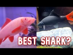 Rainbow Shark vs Red Tail Shark | Which One Is Best?