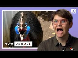 Australia's Cassowaries EXPOSED: The Truth Behind the World's Most Dangerous Bird - Dr Ann Jones