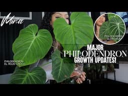 MAJOR INDOOR PLANTS / PHILODENDRON GROWTH UPDATES!