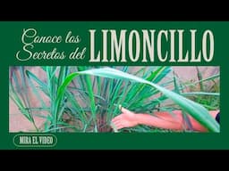 ¡Para qué es buena la limonaria o limoncillo! #Plantas