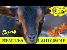 VLOG 23 ~ CHÈRES BEAUTÉS D'AUTOMNE : Mini ânesses à gogo, SIDONIE m'attaque, chevreaux épicuriens...