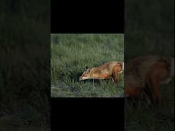 Father Fox playing hide and seek with the little ones! #fox #foxes #wildlife #wildlifephotography