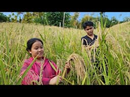 The boy's feelings for Ly May Ha - How highland people harvest upland rice.