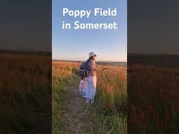 poppy field in sommerset united kingdom