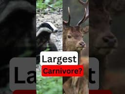 Which Animal is the UKs Largest Land CARNIVORE? --- Wildlife quiz of the day! #nature #wildlife