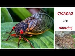 Amazing Cicadas | Fun Facts |