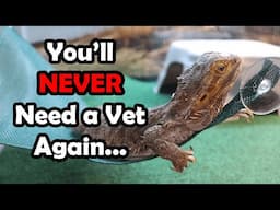 Full Bearded Dragon Hygiene Guide