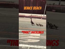 Cute Ducklings on Venice Beach.  These are some tough ducks!!! #music #love #shorts #cute #ducks