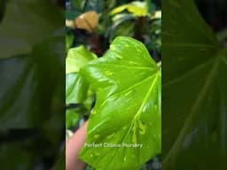 Philodendron warscewiczii variegated   #garden #plantlover