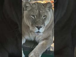 Savanna Lioness' Close Up