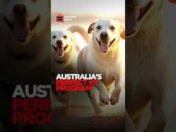 TRAILER: Inside Australia’s Program to Breed the Perfect K9 for Border Protection!