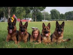 The best guard dog in the world - German shepherd dog