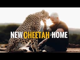 Cheetahs’ First Steps in Their New Home! - Dean Schneider