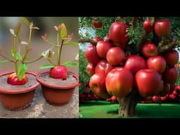 It's too much fruit, how to grow apple tree to make delicious and very easy to grow at home