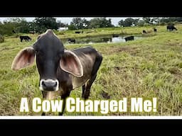 Checking on the Cows (& Getting Charged by One!)