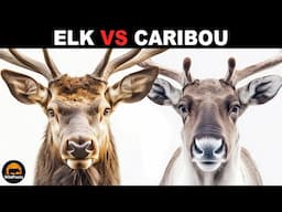 What Is The Difference Between Elk And Caribou?