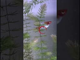 Platy Fish Gave Birth And Ate the Fry! 😨😨😨