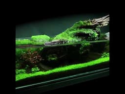 Simplicity Aquascape Preview (full video coming soon!)