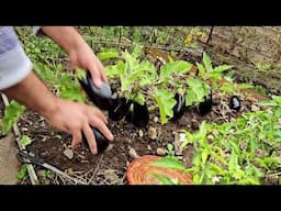 Eggplant Harvest, harvesting vegetable, brinjal harvest