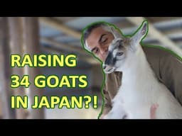 Making the best goat cheese in Japan