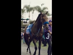 Full Serrano, 2024 Big Ass Fans Breeders' Cup Dirt Mile Champion