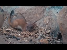 Sweet Stoat Discovers My Secret Nest | Stoats & Weasels | Robert E Fuller