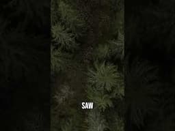 Bigfoot Witnesses Truth: Sasquatch Encounter #bigfoot #sasquatch