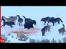 Look What Happened When These Wolves Surrounded Bear