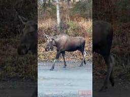 This is just Too close for comfort! #scary #wildlife #alaska