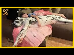 🐕 Great Dane Dog will have you Rolling On the Floor Laughing 🤣