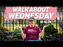 Walkabout Wednesday | October 16th, 2024