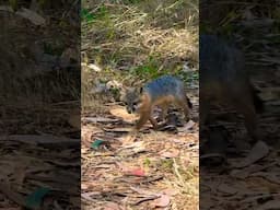 Day Trip to Santa Cruz Island - Channel Islands National Park