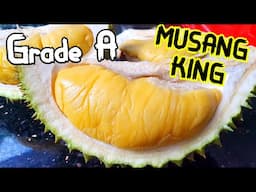 Trying all the Musang King | Grade A (24$) vs Grade B (12$) vs Grade C (8$)