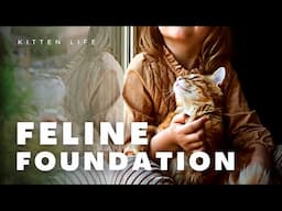 Feline Foundations: The Best Age for Your Child to Get a Cat