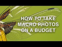 How to Take Macro Photos on a Budget | Macro Photography