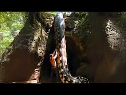 Unseen Titanoboa Sightings That Scientists Cannot Explain