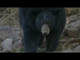 Franklin Deveraux Battles Bear To The Death