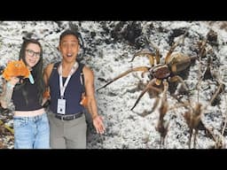 Finding WOLF SPIDERS in Florida, Hurricane Milton & MORE.. Animalcon 2024 VLOG