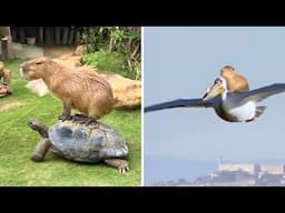 Capybara 🦫 The Friendliest Animal!