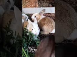 Rabbit 🐇 loves 🥕 #shorts #gardening #viralvideo #home #food #fruit