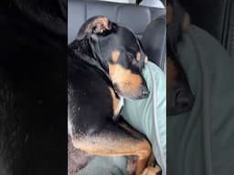 Our pro traveller pup loves drive days…. #sleepypuppy #adorabledog #dog