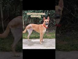 Abandoned Belgian Malinois Travels 5000 Miles To New Home #belgianmalinois #howlofadog