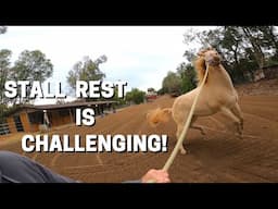 Horse Stall Rest Is Challenging!  How to heal a horse's leg injury.  Kicking chain and hand walking.