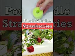 Strawberries from Pool Noodles